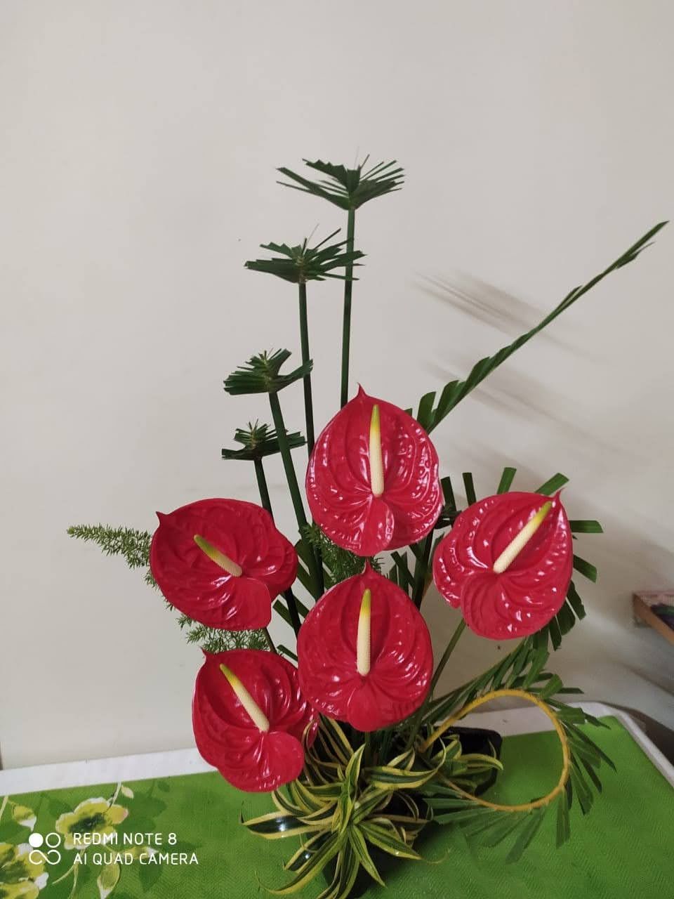 Customer photo review of Anthuriums (Bunch of 5)