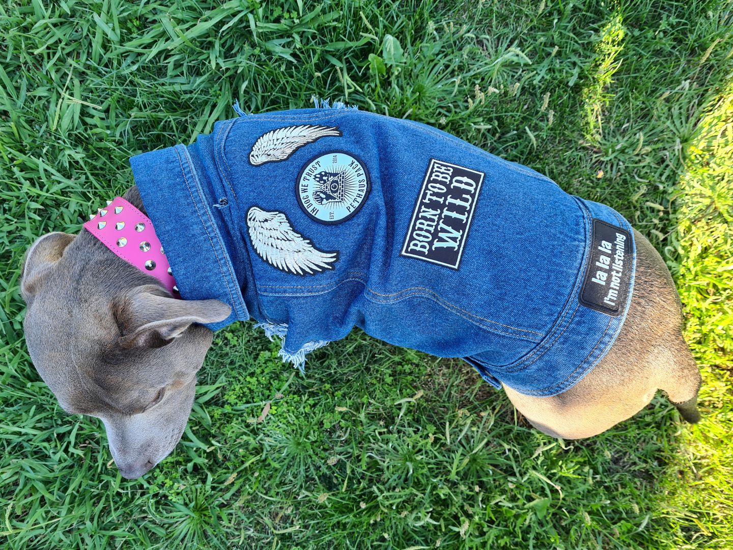 Customer photo review of Denim Dog Vest Raw Blue - Unpatched