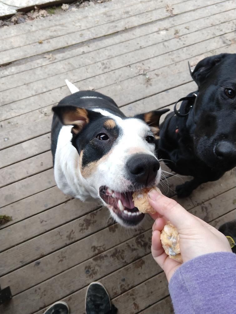 Customer photo review of Dog and Cat Fish Ball Treats