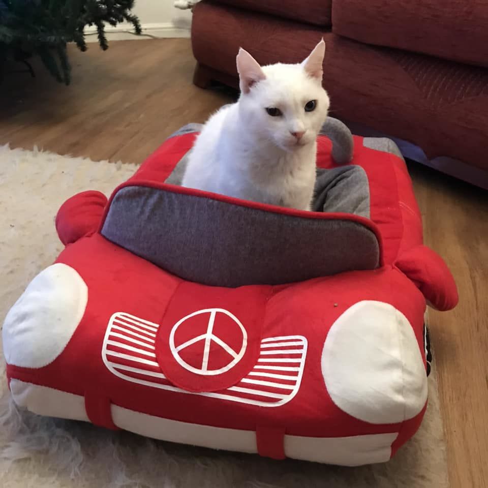 Customer photo review of Furcedes Sports Car Bed