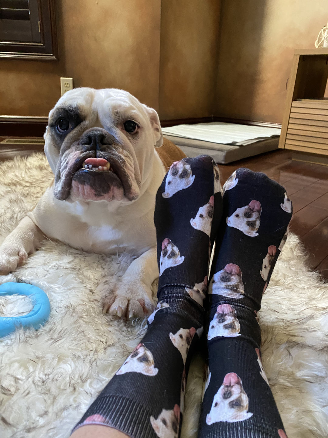 Customer photo review of Custom Pet Art Socks