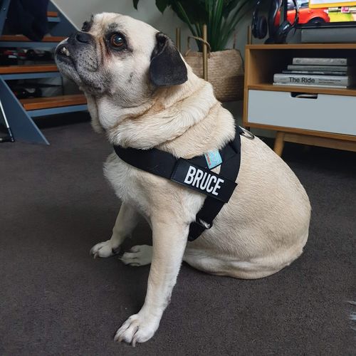 Customer photo review of Custom Name Patch For Dog Harness
