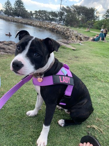 Customer photo review of DF Co. Purple Dog Harness