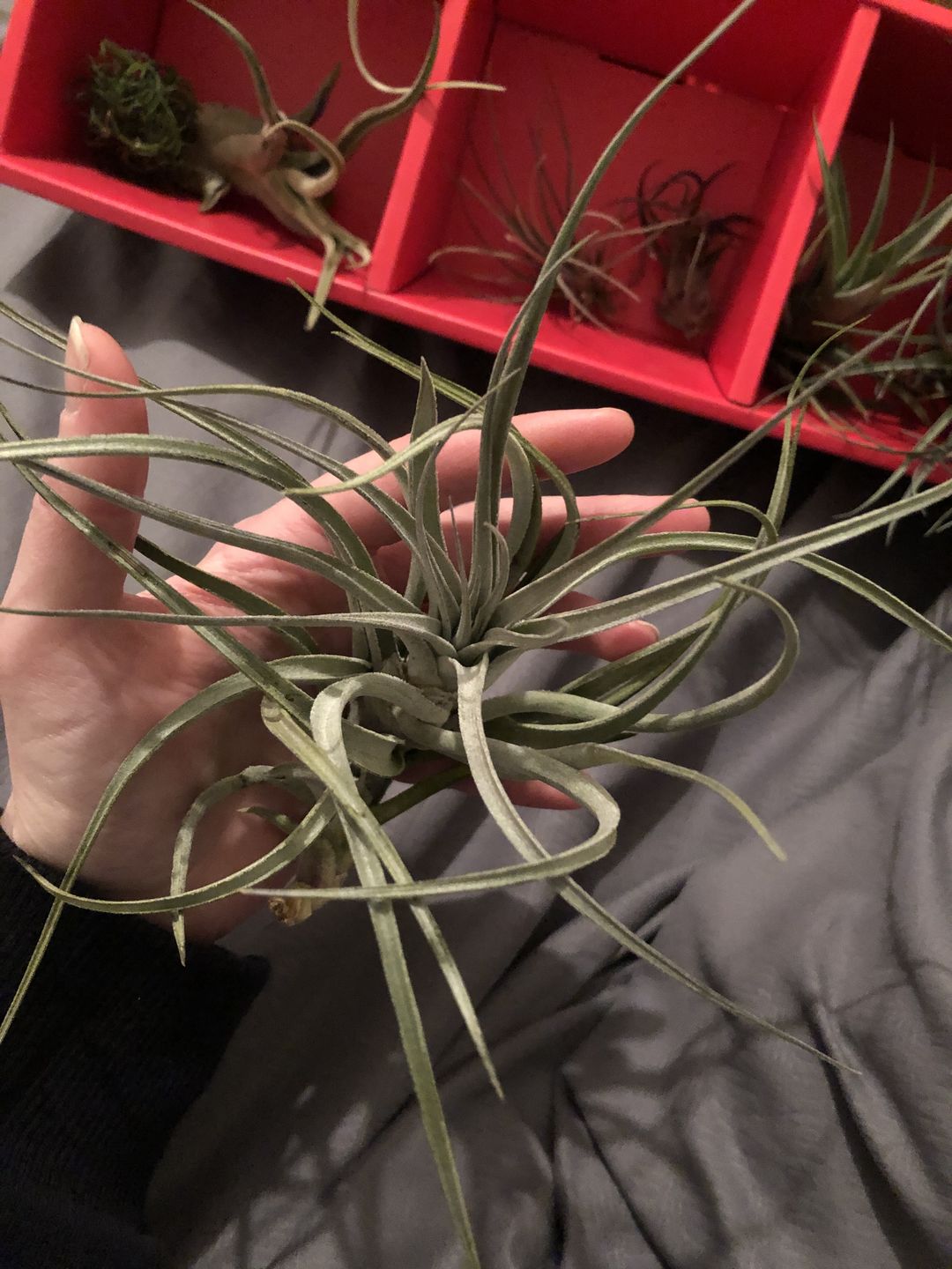 Customer photo review of Subsecundifolia  (Formerly Recurvifolia Var. Subsecundifolia)