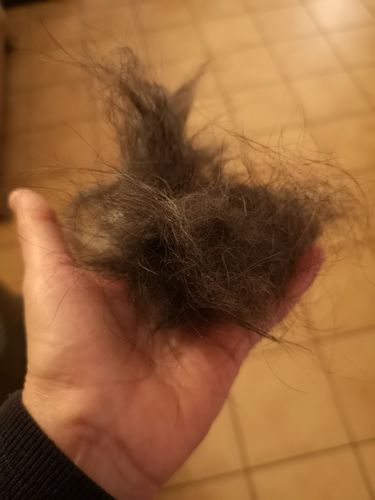 Customer photo review of Brosse Anti-Poils Chien, Chat, Cheval, Lapin | Original | Pilpoil®