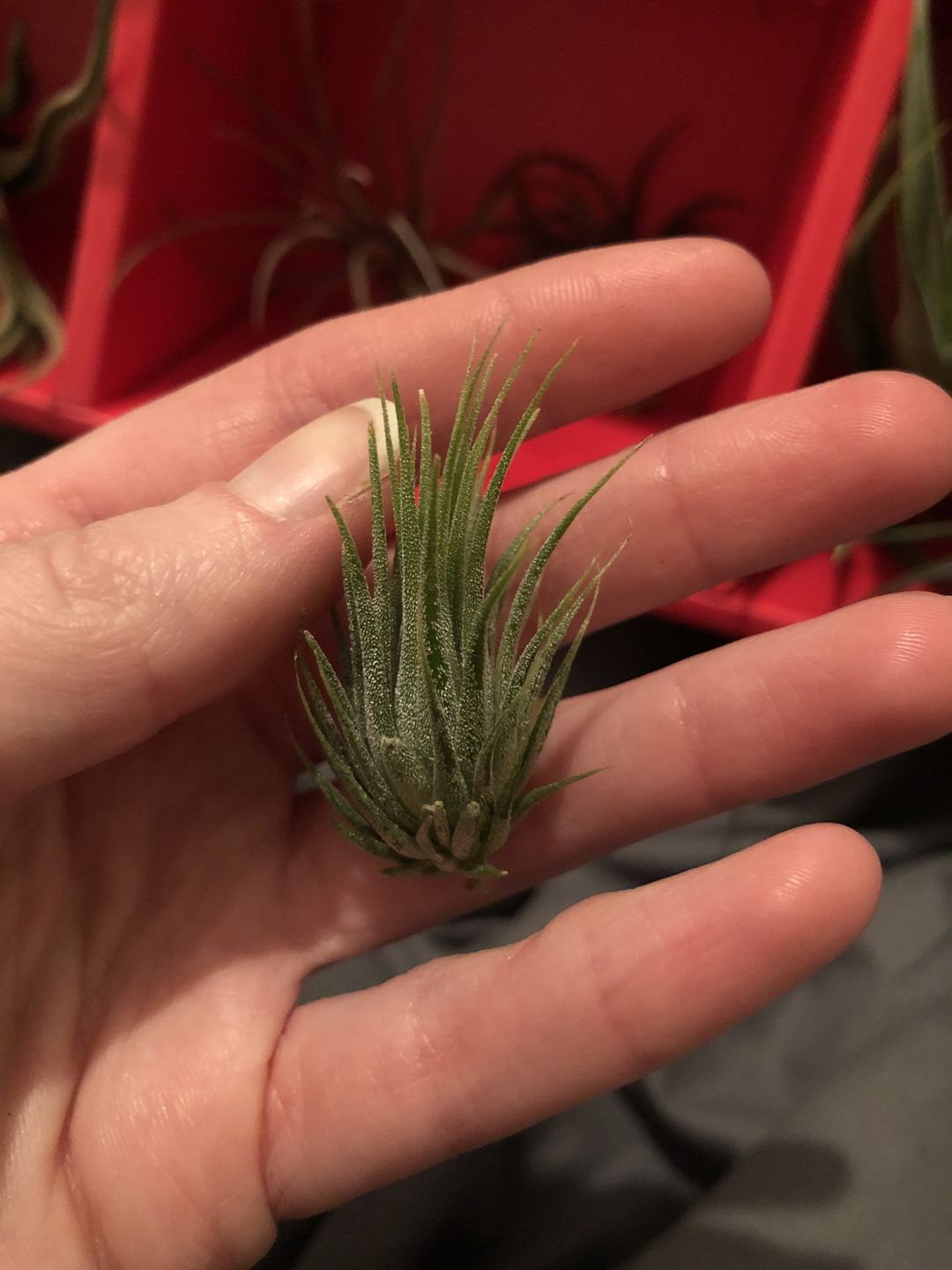Customer photo review of Ionantha Peanut  (Mini Ionantha Form)