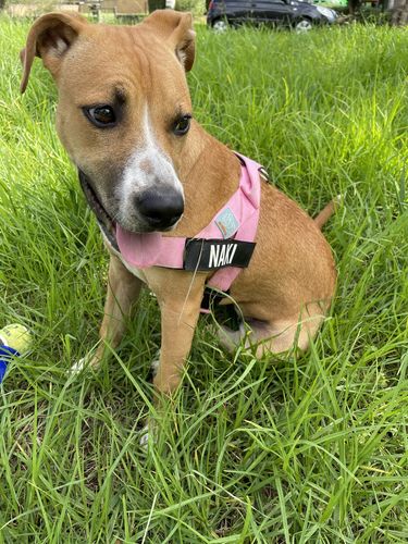 Customer photo review of DF Co. Pink Dog Harness