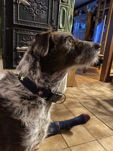 Customer photo review of Sterne - schwarz-  Neon - Hundehalsband