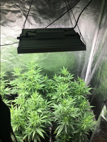 Customer photo review of New Sayhon SH4000 Led Grow Light Full Spectrum Osram Diodes Dimmable