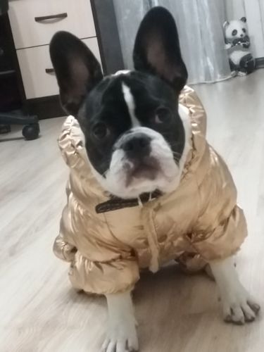 Customer photo review of Padded Puffer Dog Jacket