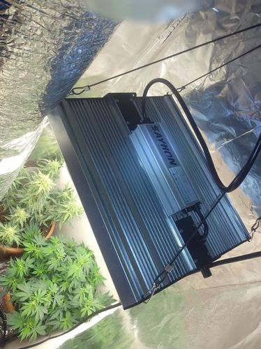 Customer photo review of Sayhon LED Grow Light-SH1000/SH2000/SH4000