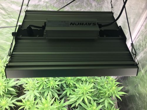 Customer photo review of New Sayhon SH4000 Led Grow Light Full Spectrum Osram Diodes Dimmable