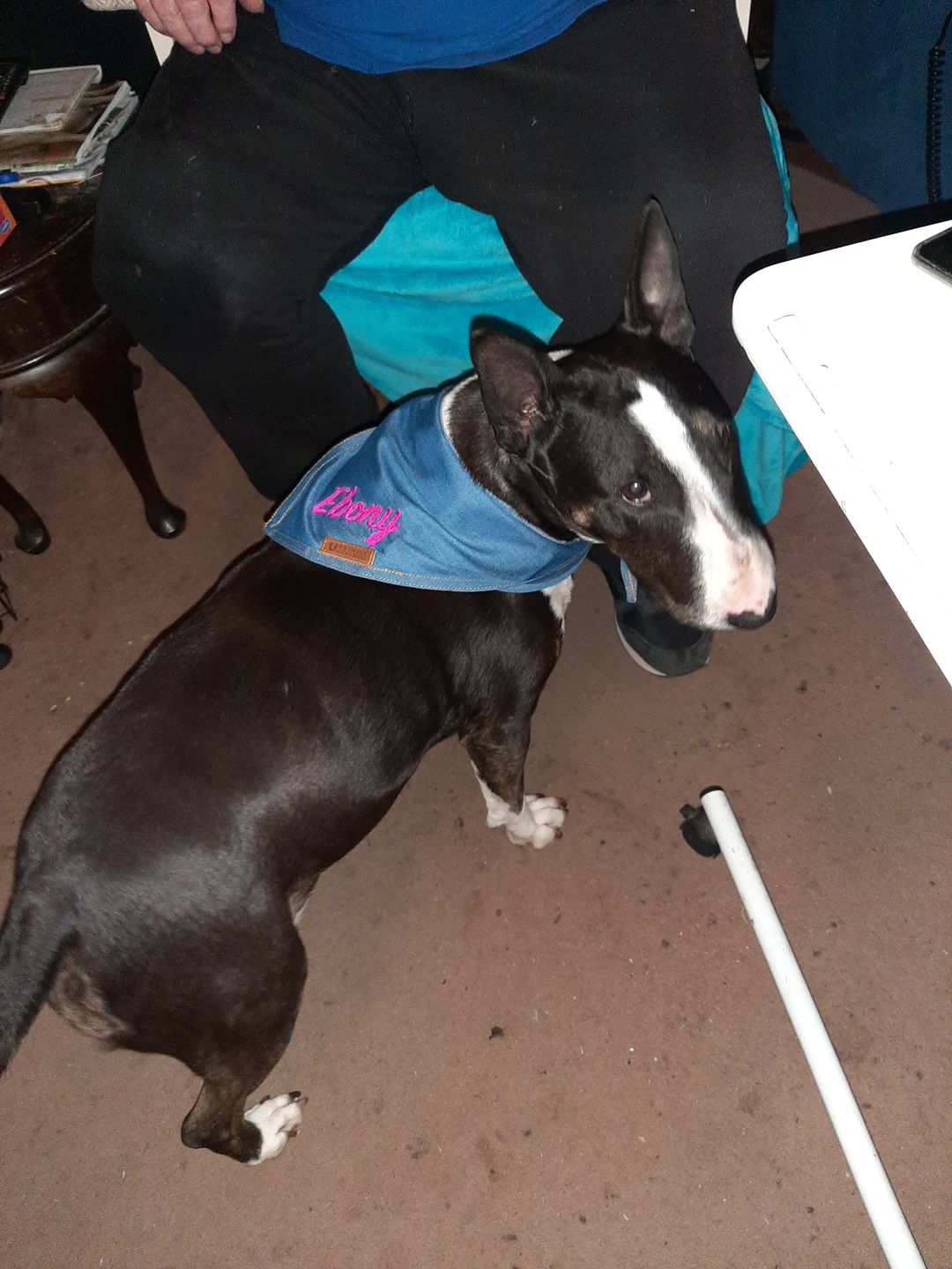 Customer photo review of Custom Text Denim Dog Bandana