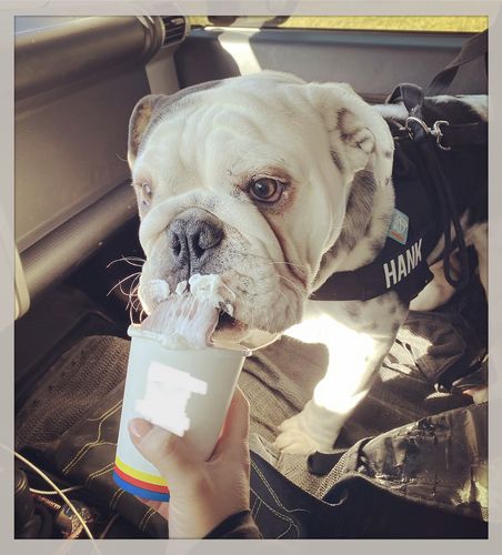 Customer photo review of Dog Friendly Co. Harness