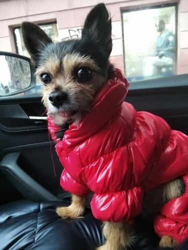 Customer photo review of Padded Puffer Dog Jacket