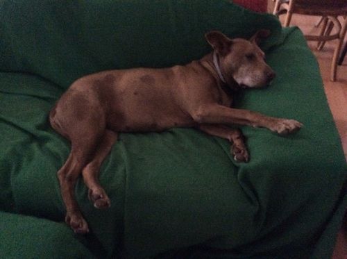 Customer photo review of Ruff Skin Salvation - Skin repair balm for dogs