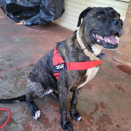 Customer photo review of DF Co. Red Dog Harness