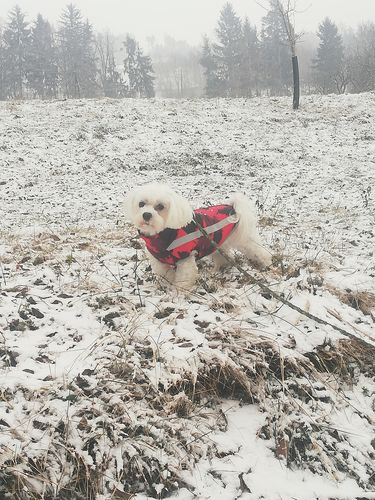 Customer photo review of Pfotenlove - Premium Hundewintermantel - Design Yellow Edition