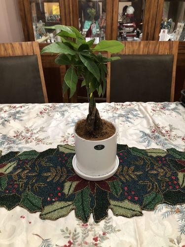 Customer photo review of Small Money Tree