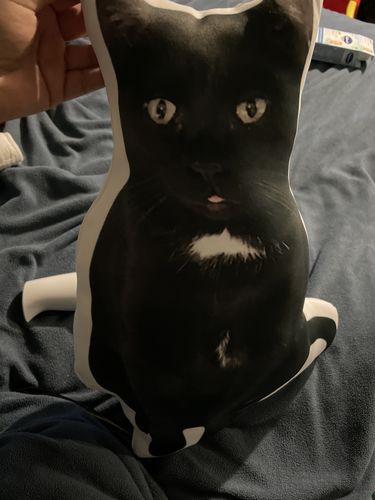 Customer photo review of Create A Custom Cat Pillow