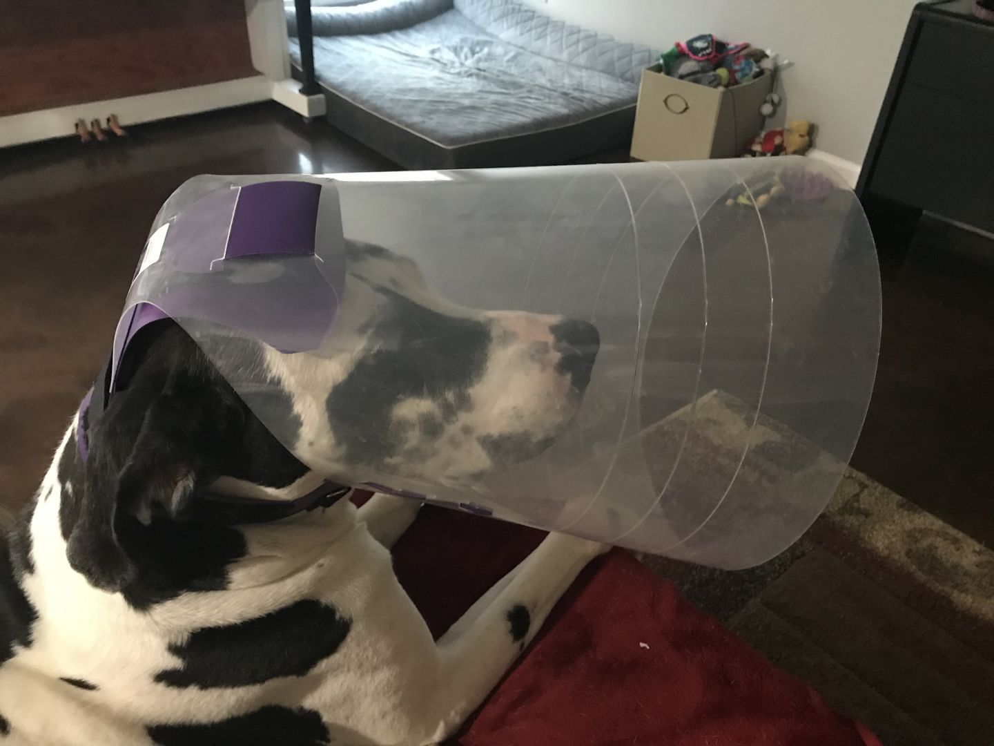Customer photo review of NovaGuard Recovery Collar