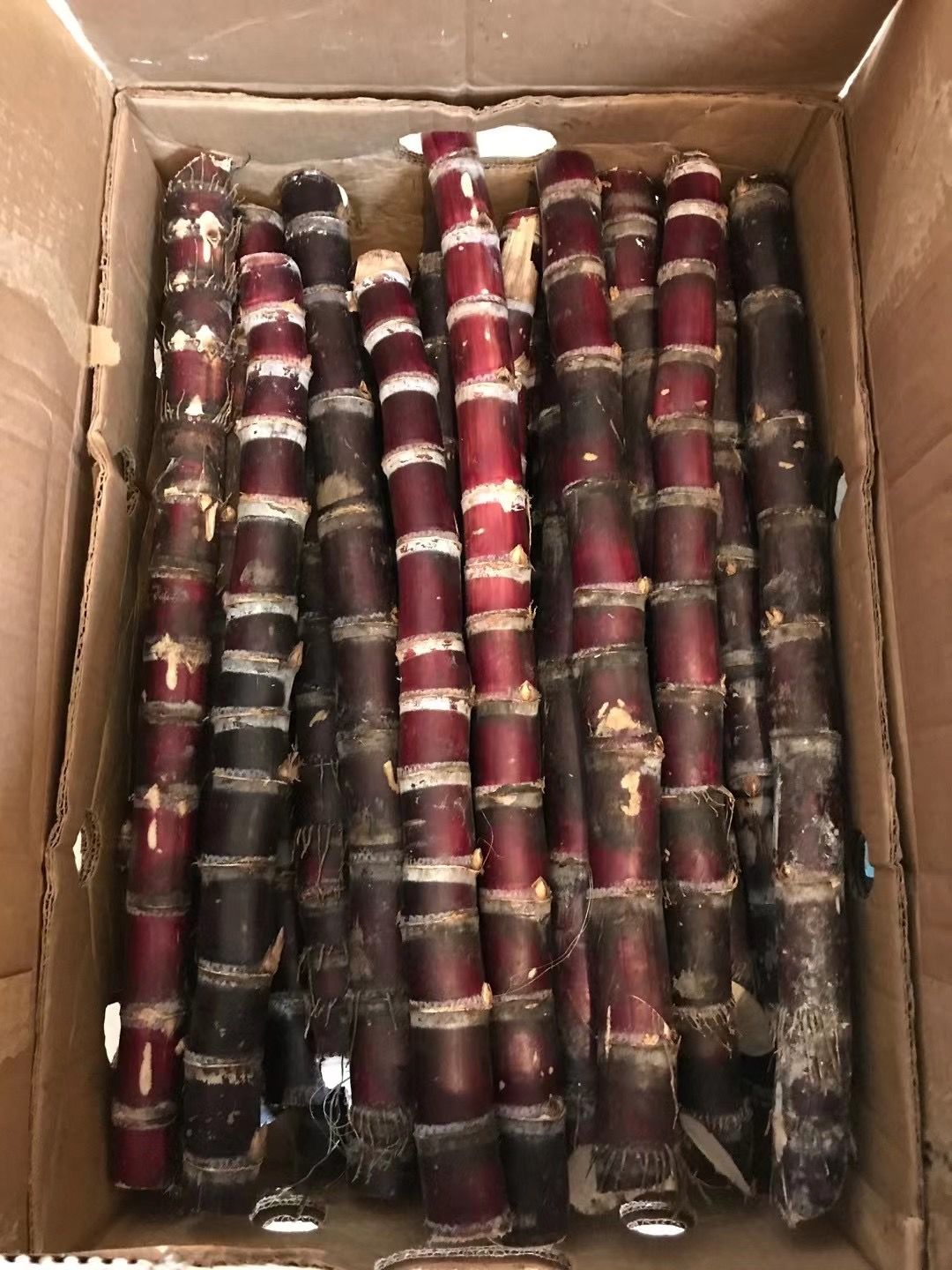 Customer photo review of Sugarcane