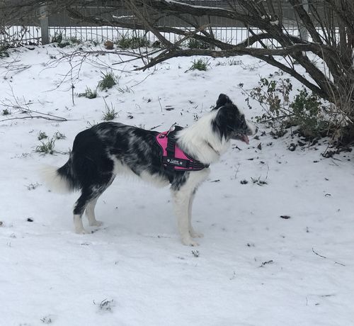 Customer photo review of Pfotenlove - Personalisiertes Sicherheitsgeschirr – Premium Ausgabe