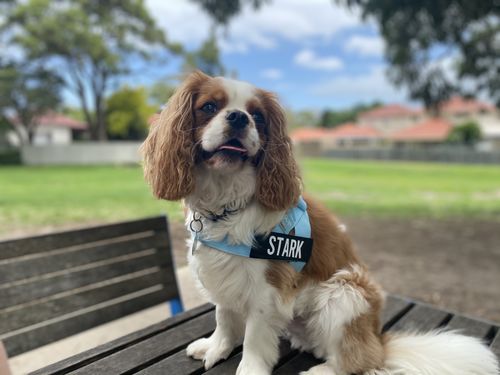 Customer photo review of DF Co. Sky Blue Dog Harness