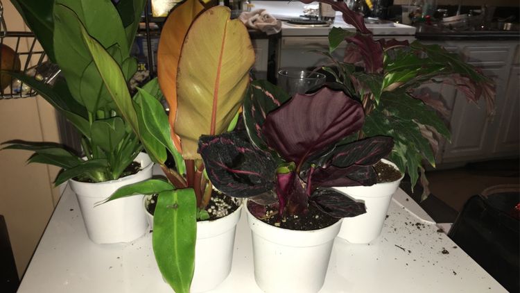 Customer photo review of 4" Calathea roseopicta 'Dottie'