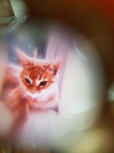 Customer photo review of Peakmart™ Pfotenkette mit Wunschfoto