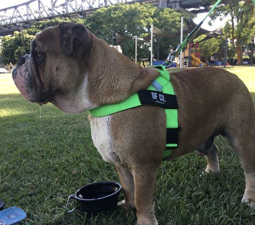 Customer photo review of DF Co. Neon Green Dog Harness