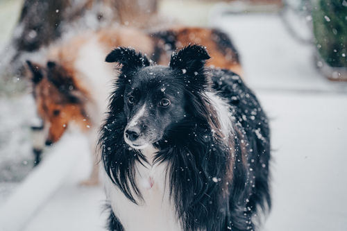 Customer photo review of HOLIDAY MEGA BUNDLE 20 PACKS (DESKTOP)