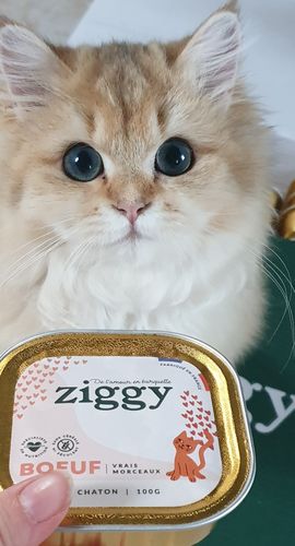 Avis photo d'un client sur Pâtée Chaton Sans Céréales - Boeuf