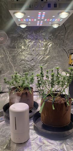 Customer photo review of Optic 4XL NextGen 500W Dimmable COB LED Grow Light (UV/IR) 3500k COBs 120 Degree Lenses