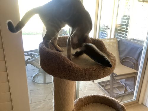 Customer photo review of Floppy Fish Cat Toy