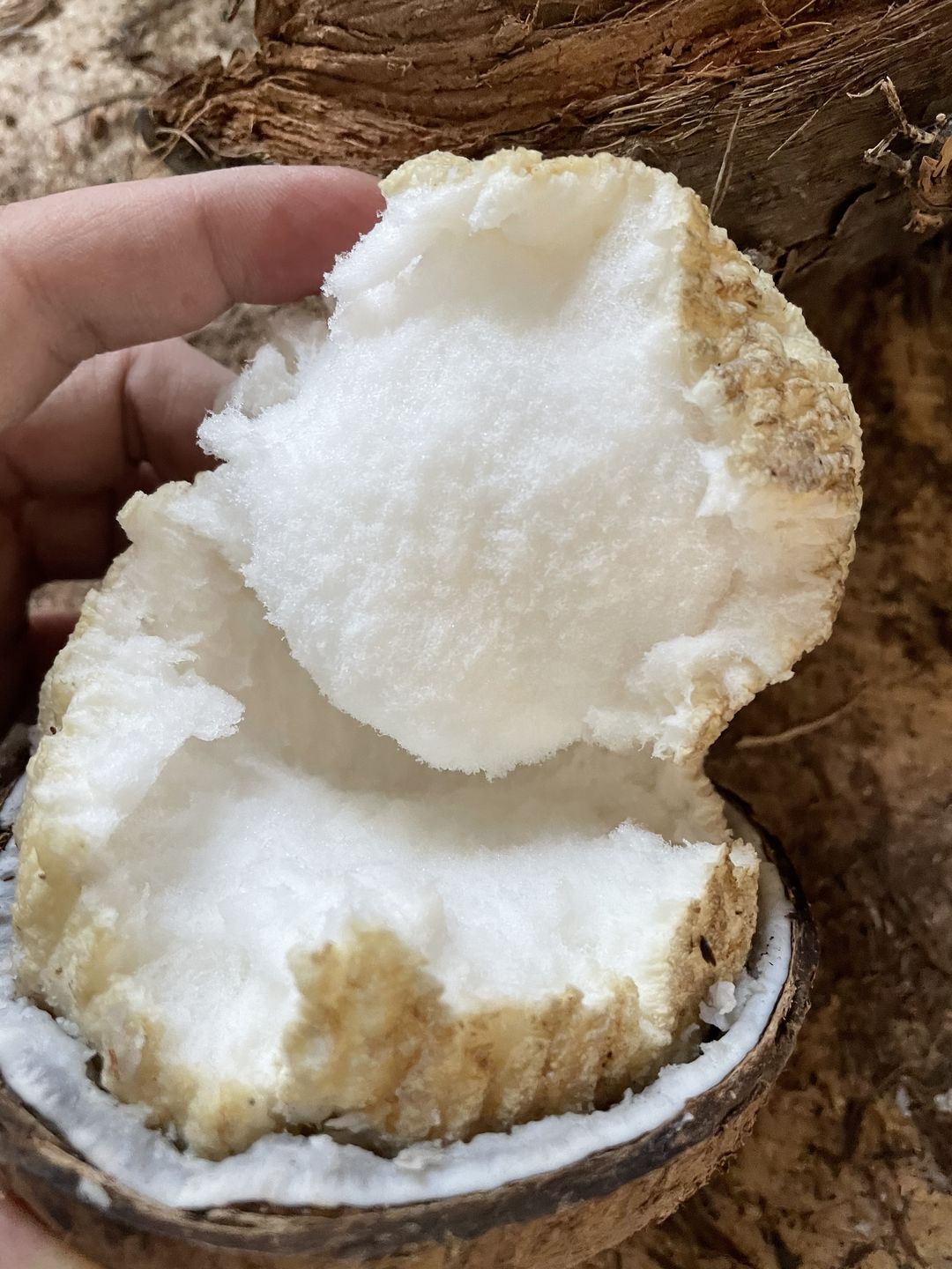 Customer photo review of Sprouted Coconut Box