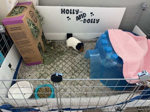 Customer photo review of GuineaDad Nourish Series - Orchard Hay (3 Pack)