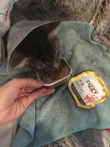 Avis photo d'un client sur Pâtée Chat Stérilisé Sans Céréales - Poulet