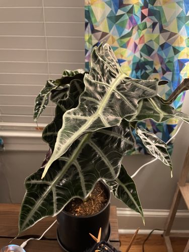 Customer photo review of Medium Alocasia Polly