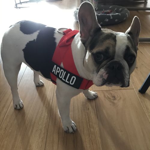 Customer photo review of Custom Name Patch For Dog Harness