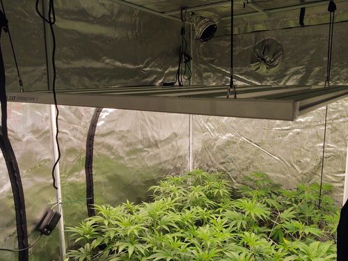 Customer photo review of Growcraft X6 | 600w LED Grow Light | DIY Kit