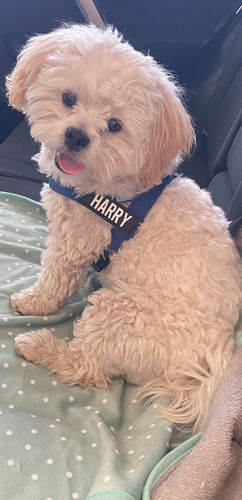 Customer photo review of DF Co. Classic Blue Dog Harness