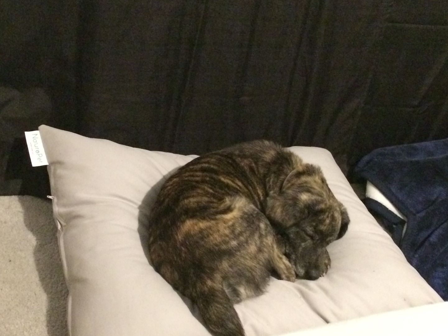 Customer photo review of NaturoPet Natural Pet Bed, Luxury Natural Wool & Organic Cotton - Indoor