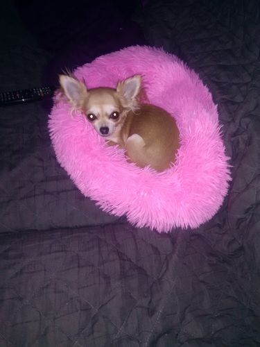 Customer photo review of Coussin Lit Apaisant Panier Chien & Chat