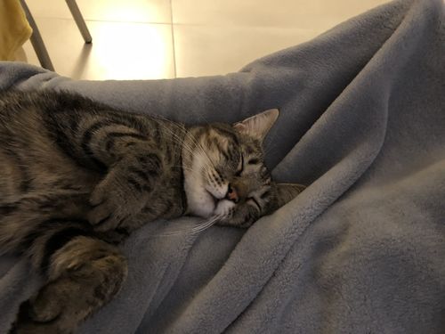 Avis photo d'un client sur Box d'essai 4 Pâtées pour Chats - Sans Céréales