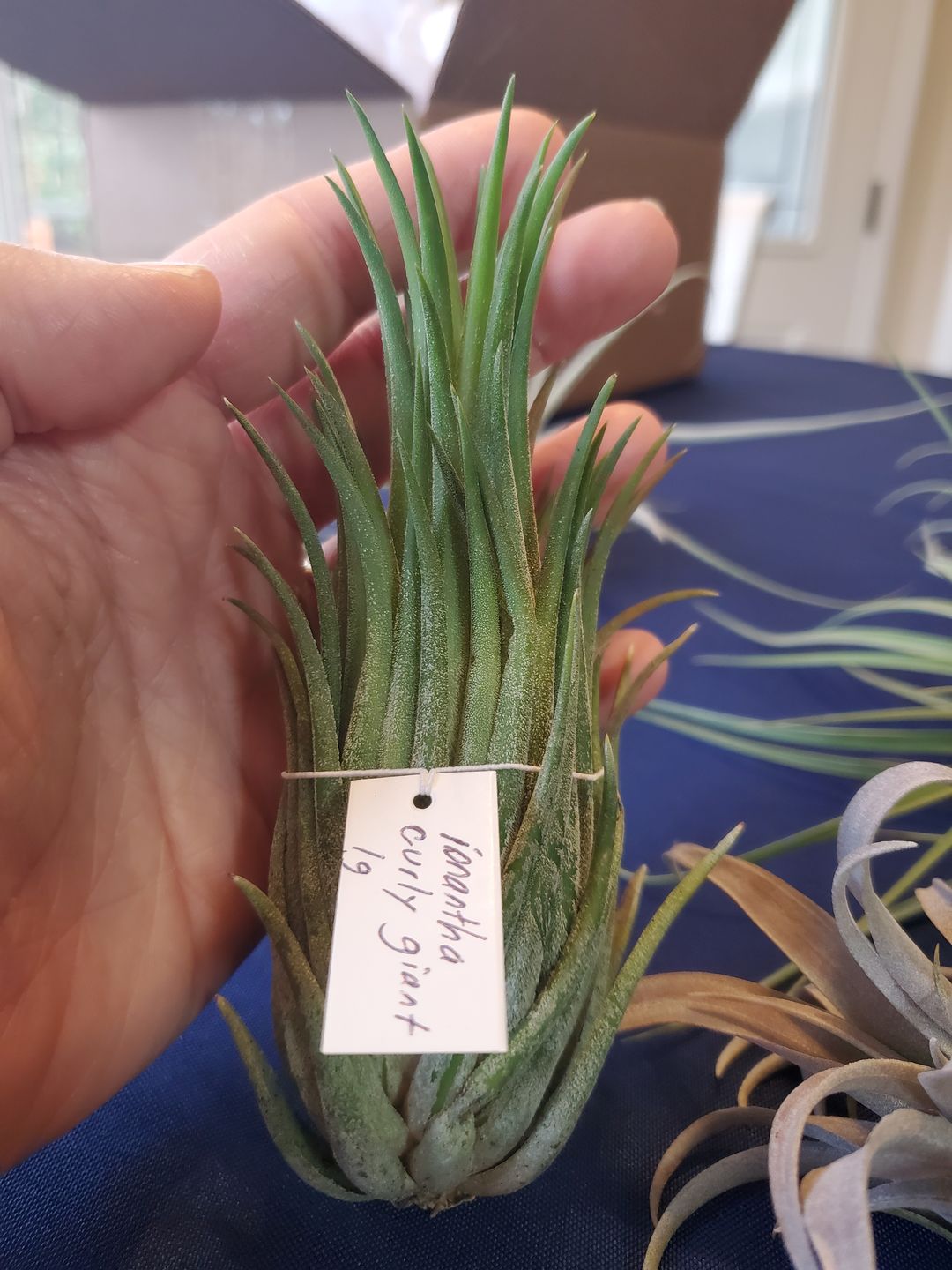 Customer photo review of Ionantha Curly Giant
