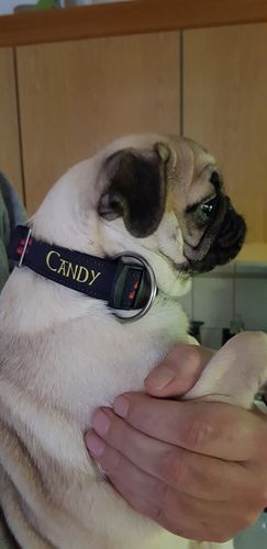 Customer photo review of Personalisierbares Hundehalsband