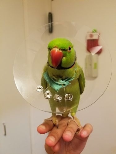 bird cone collar