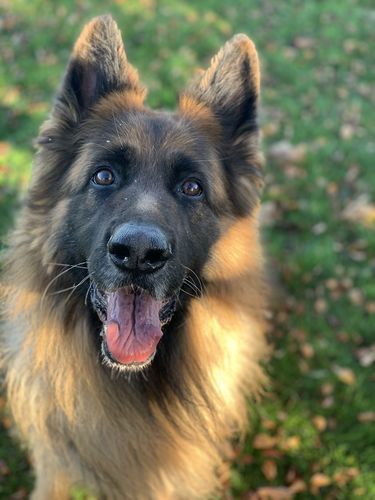 Customer photo review of Custom Paw Bar Necklace