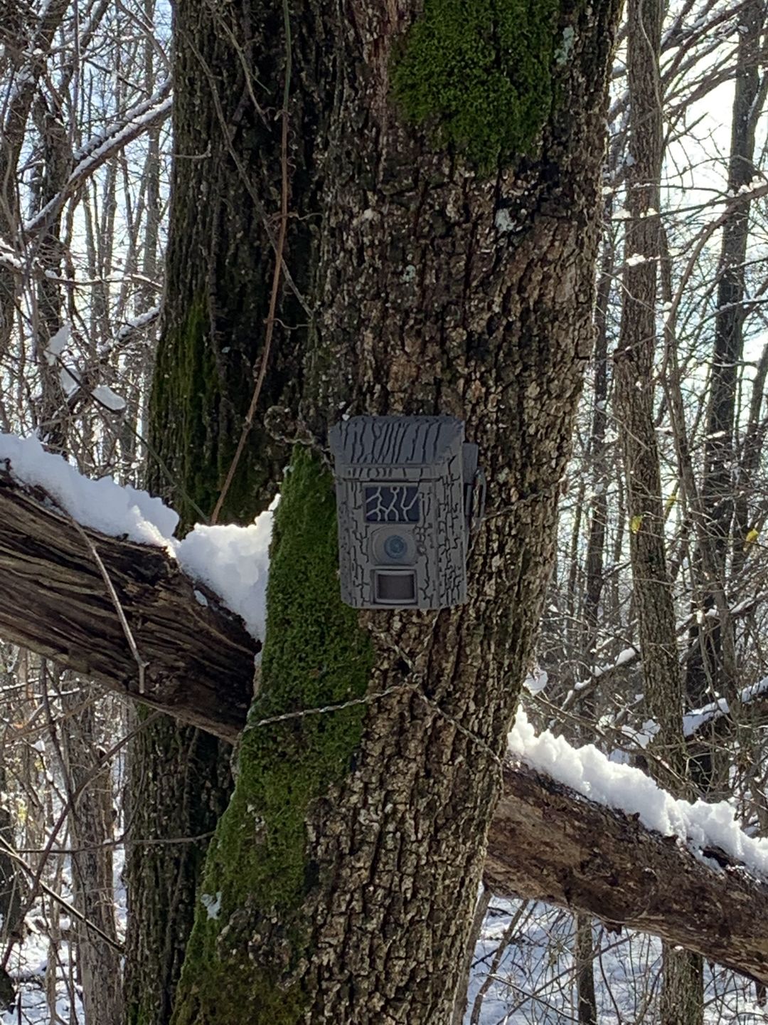 Customer photo review of Undercover™ Trail Camera